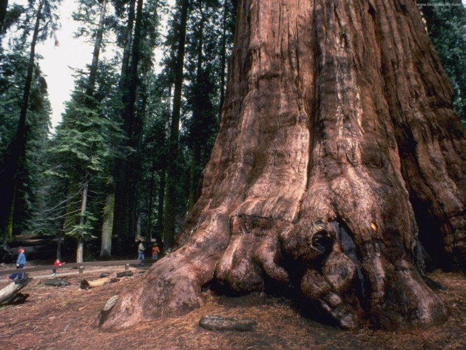 Самая большая Секвойя спил генерал Шерман