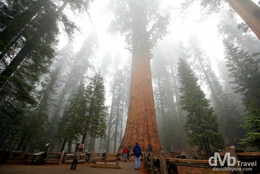 Самое большое дерево в мире генерал Шерман
