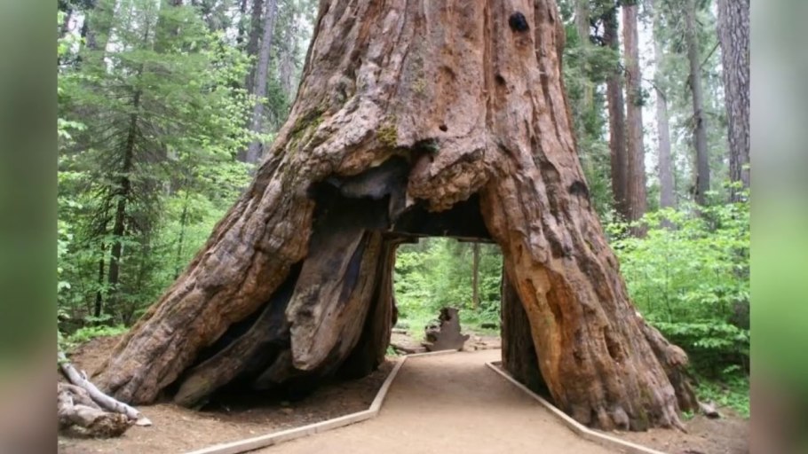 Маленький музей большого дерева