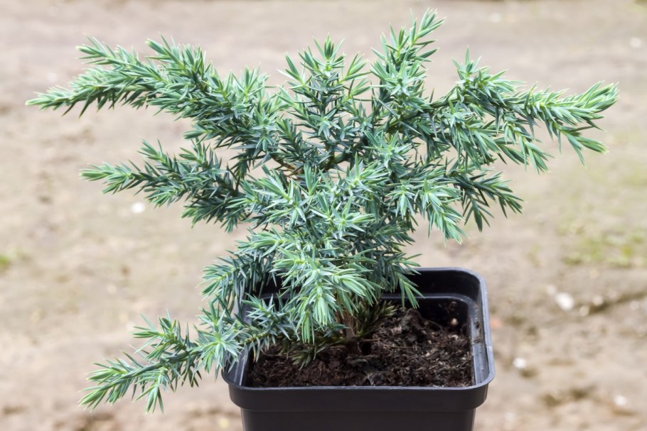 Juniperus squamata 'Hunnetorp'