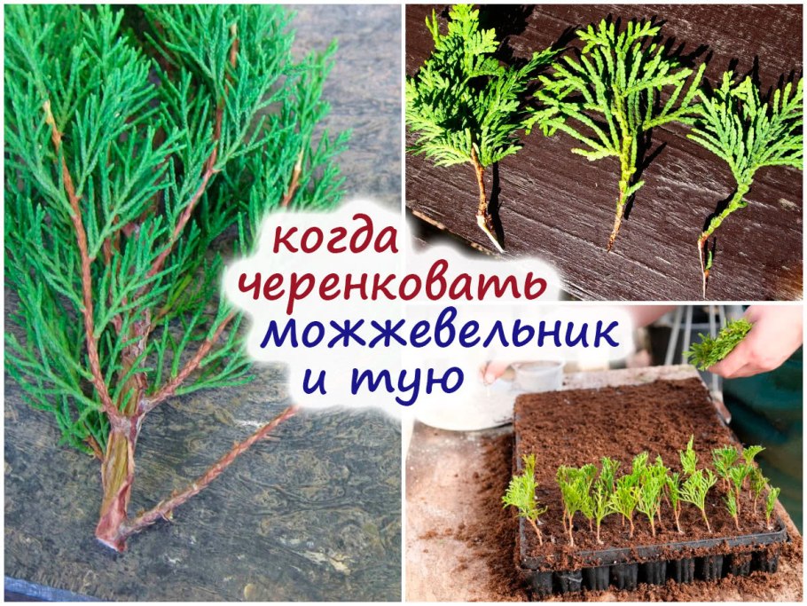 Черенкование туи осенью