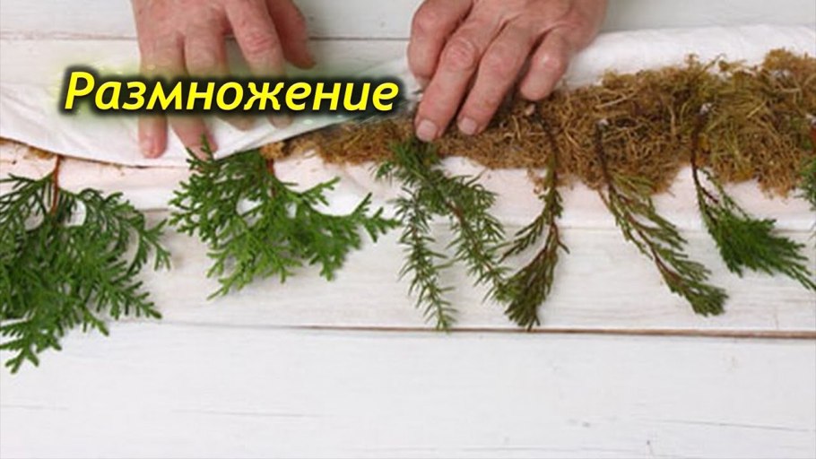 Черенкование можжевельника туи