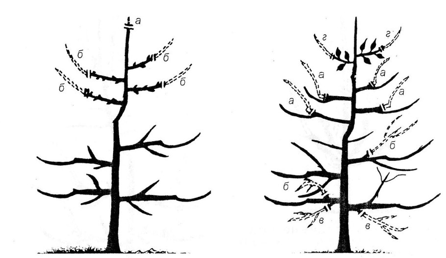 Сосна Горная Ватерери