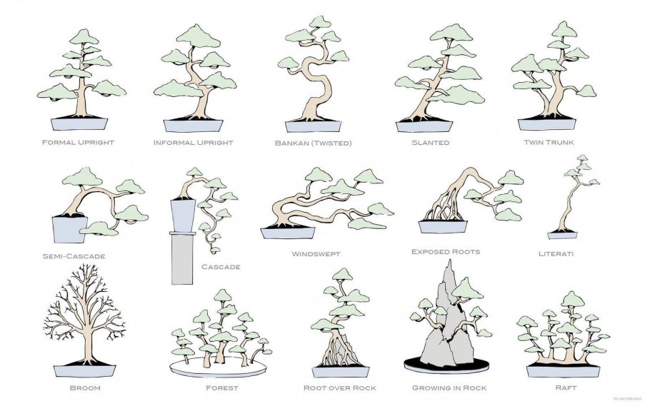 Корневая система сосны и ели