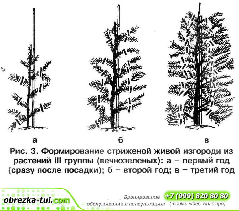 Бонсай микс выросший