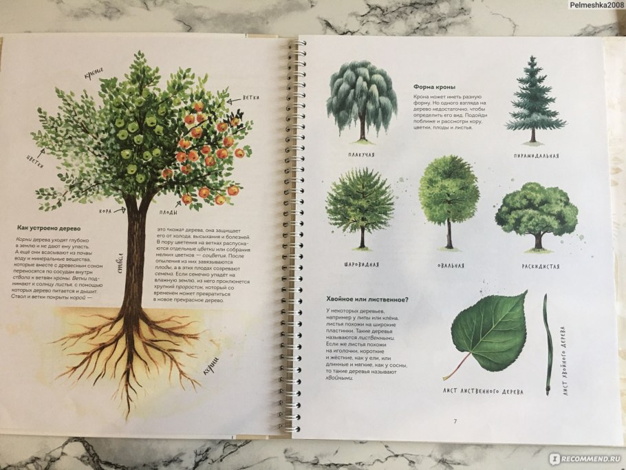 Сосна обыкновенная ярусность