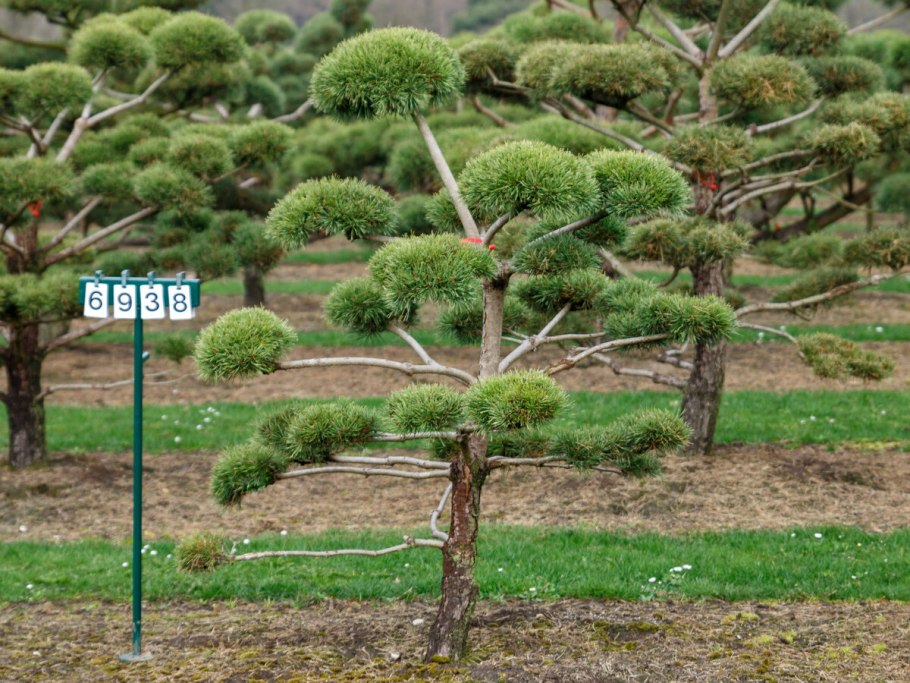 Антураж стаффаж кусты сбоку