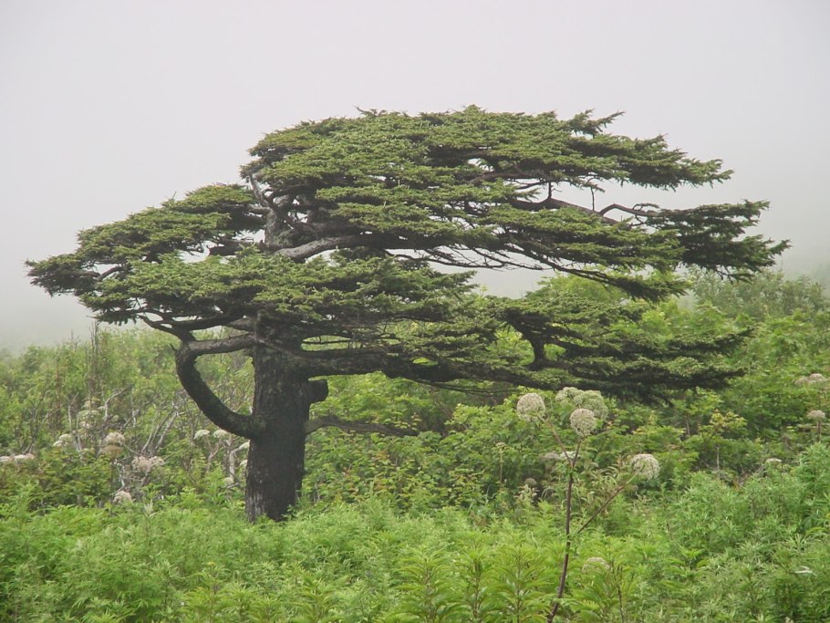 Хвойные и лиственные деревья задания для детей
