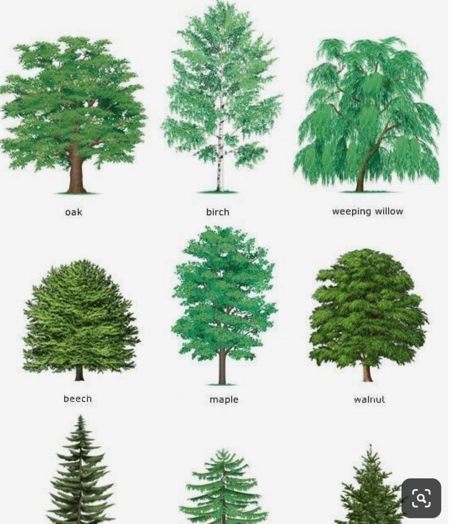 Голосеменные хвойные кустарники