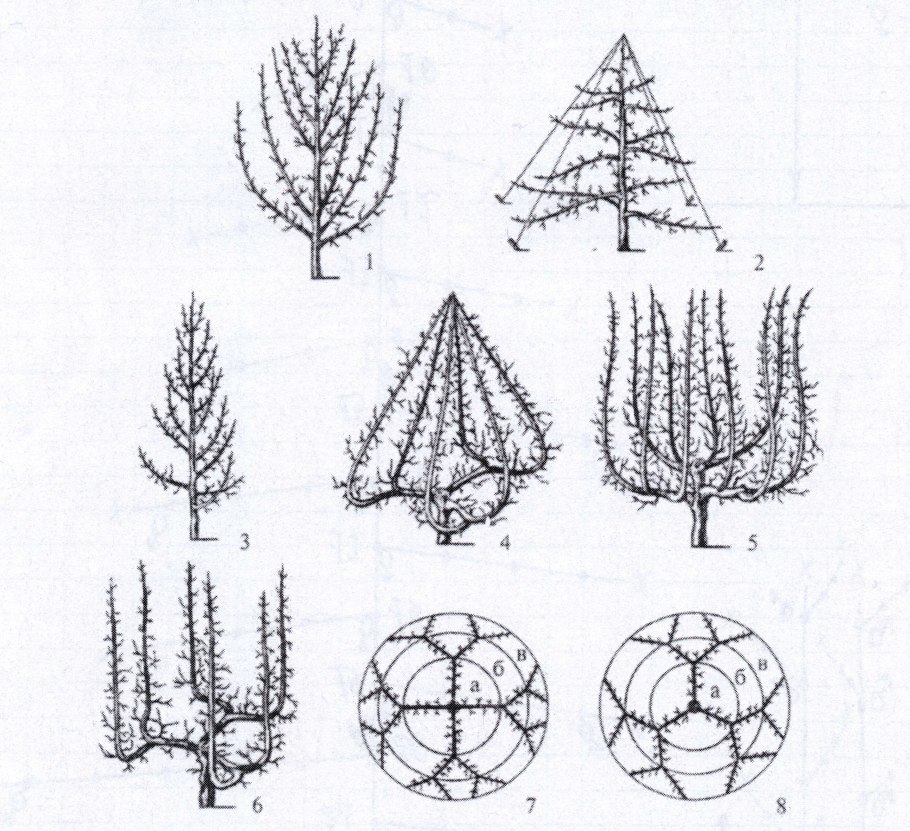 Ель обыкновенная строение