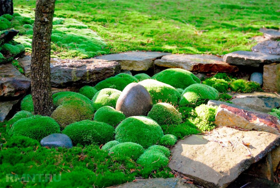 Почвопокровные и мхи для озеленения