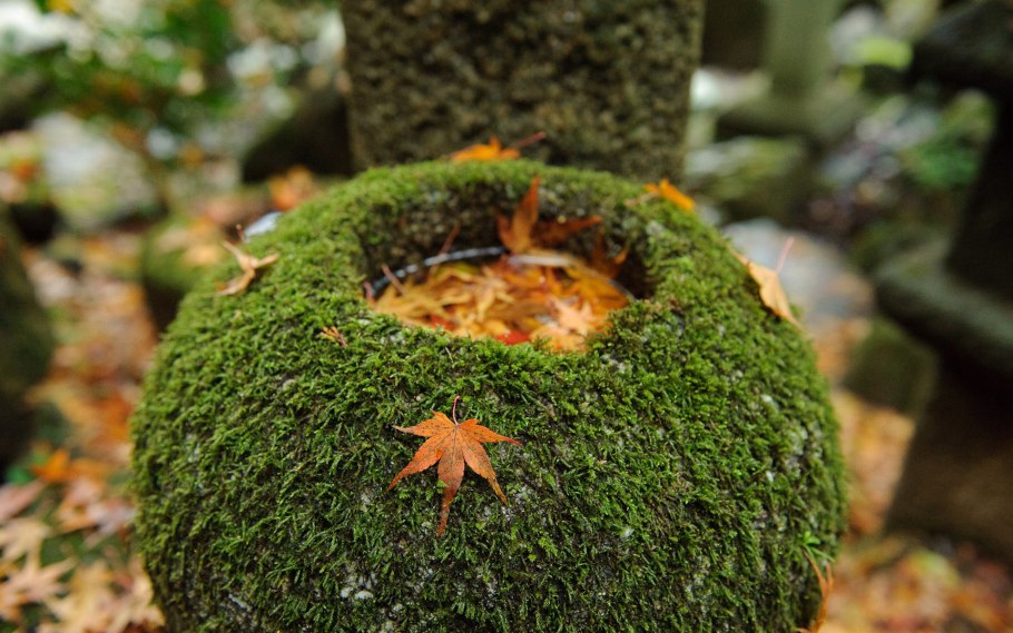 Фигуры из мха в городах