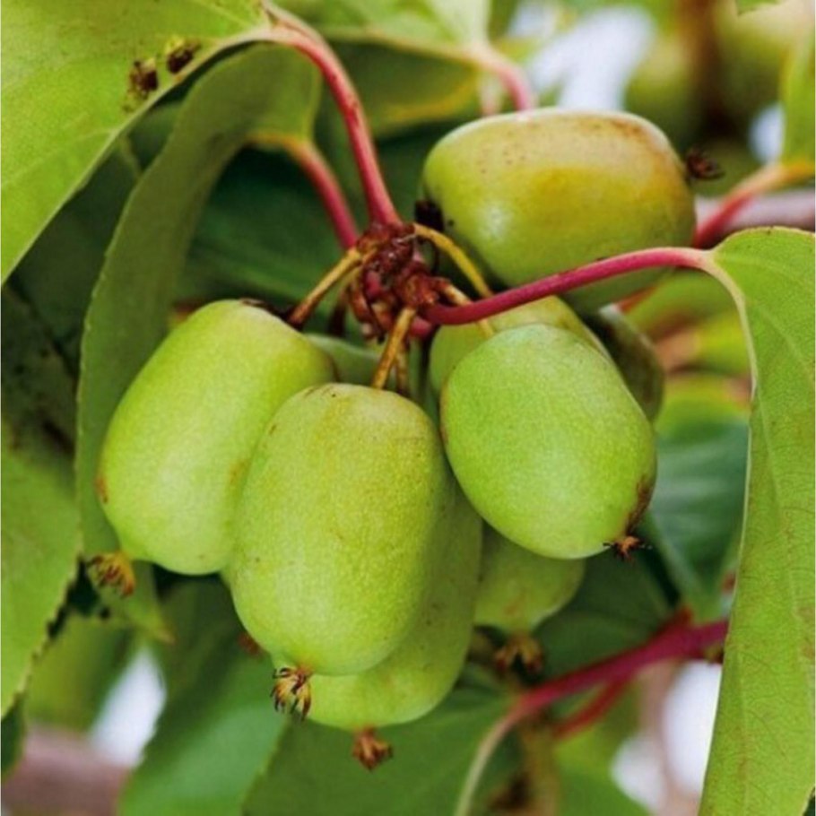 Китайская актинидия