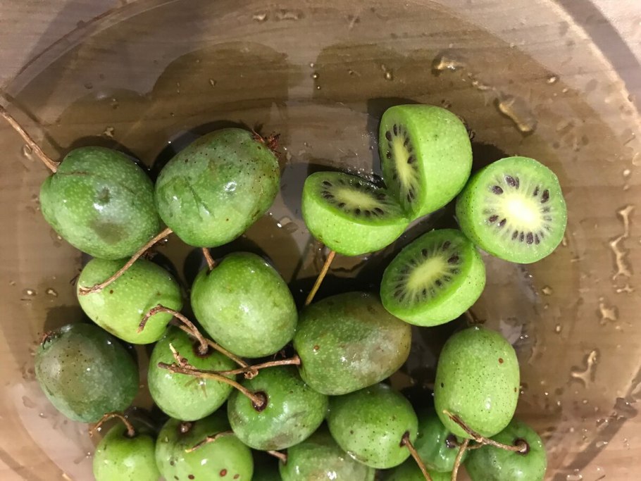 Актинидия коломикта доктор Шимановский