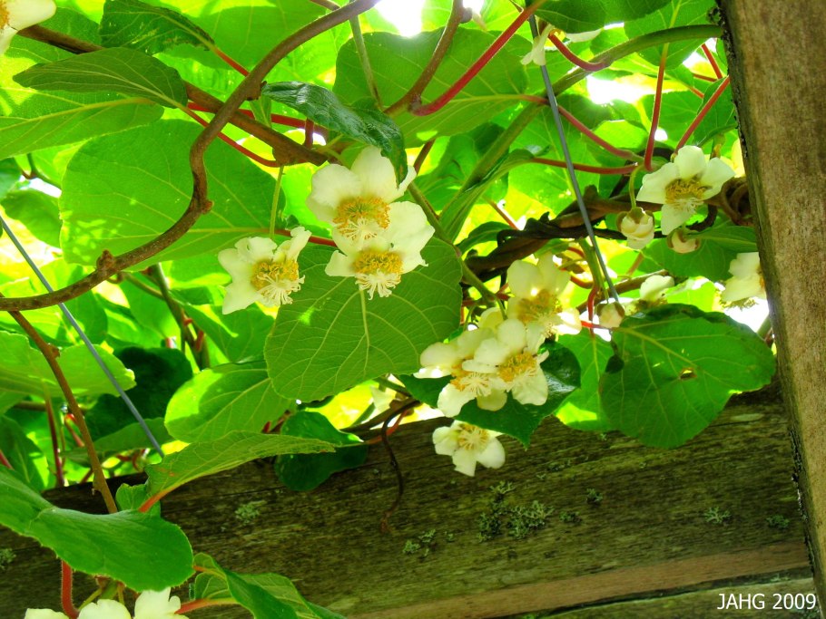 Актинидия коломикта киви