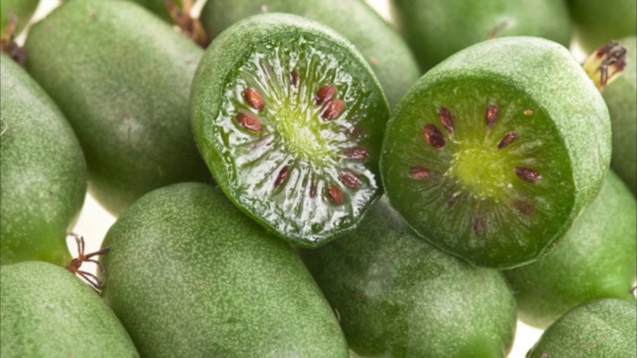 Актинидия коломикта ягоды