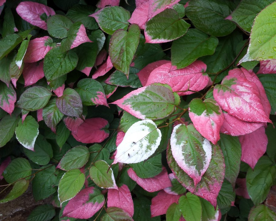 Актинидия коломикта Шимановский