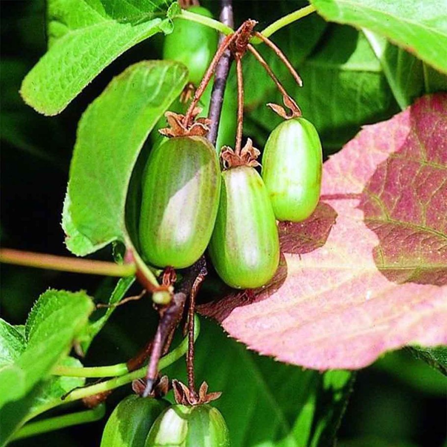 Актинидия кустарник