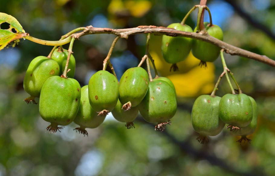 Лиана актинидия
