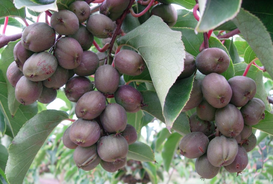 Актинидия коломикта sentyabrskaya