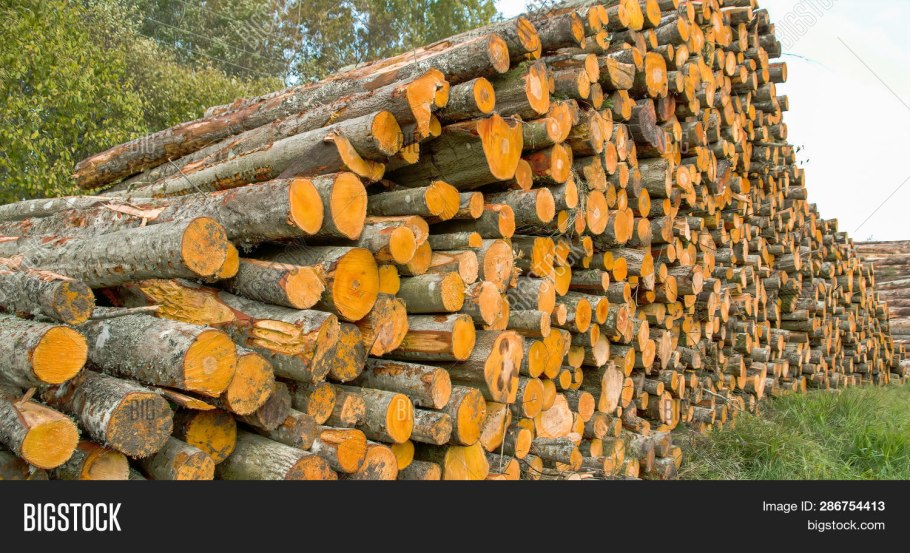 Пиловочник лиственница