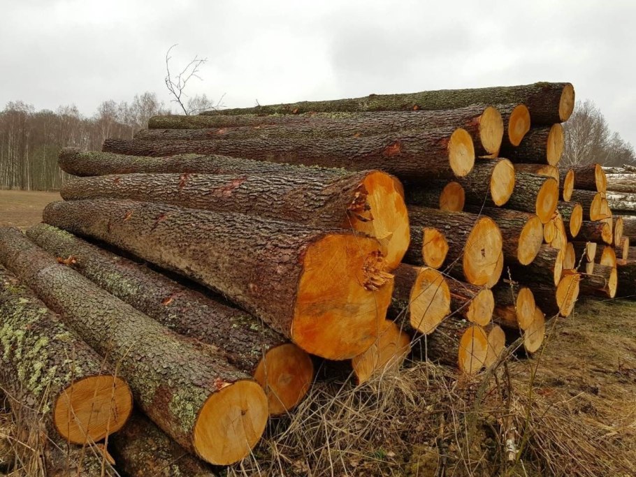 Ольха бревно