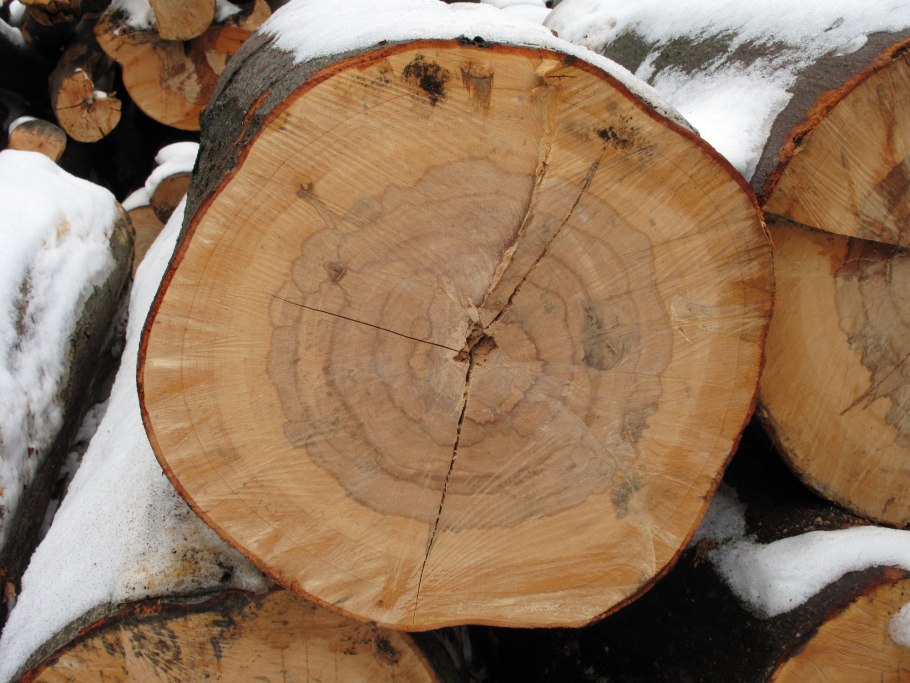 Лапачо дерево срез