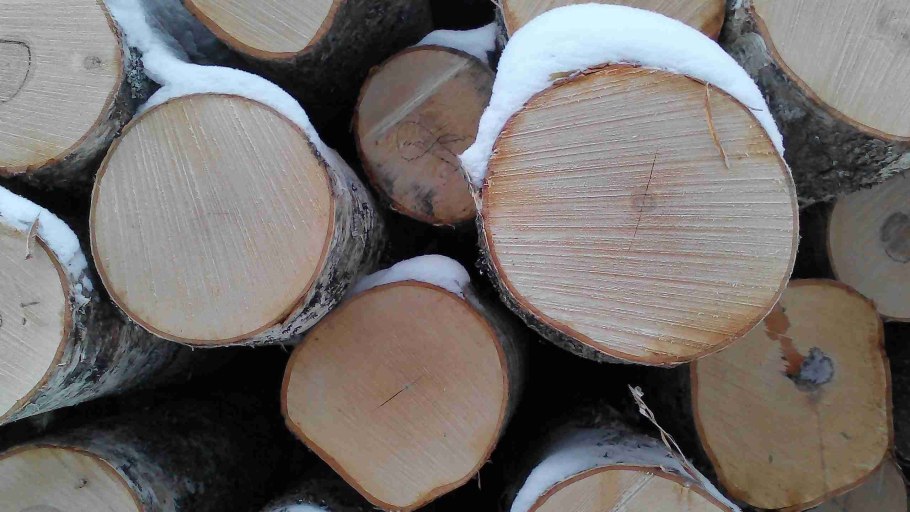 Лес кругляк липа