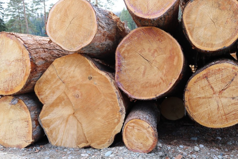 Дровяная береза кругляк