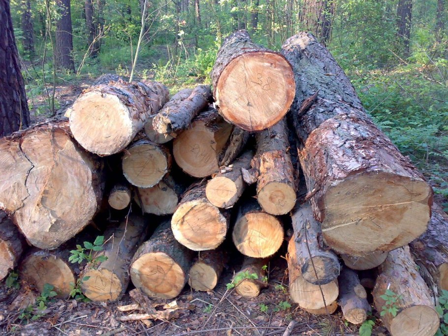 Метиковая трещина древесины