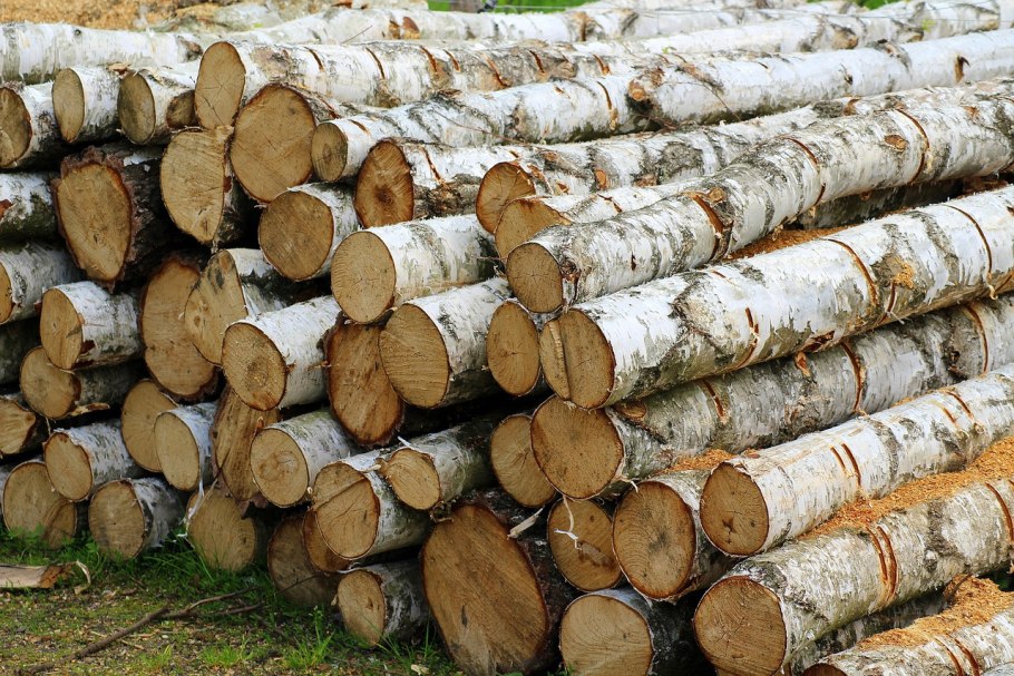 Лес кругляк d100