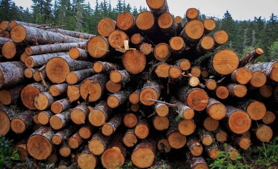 Лес тонкомер Пиловочник