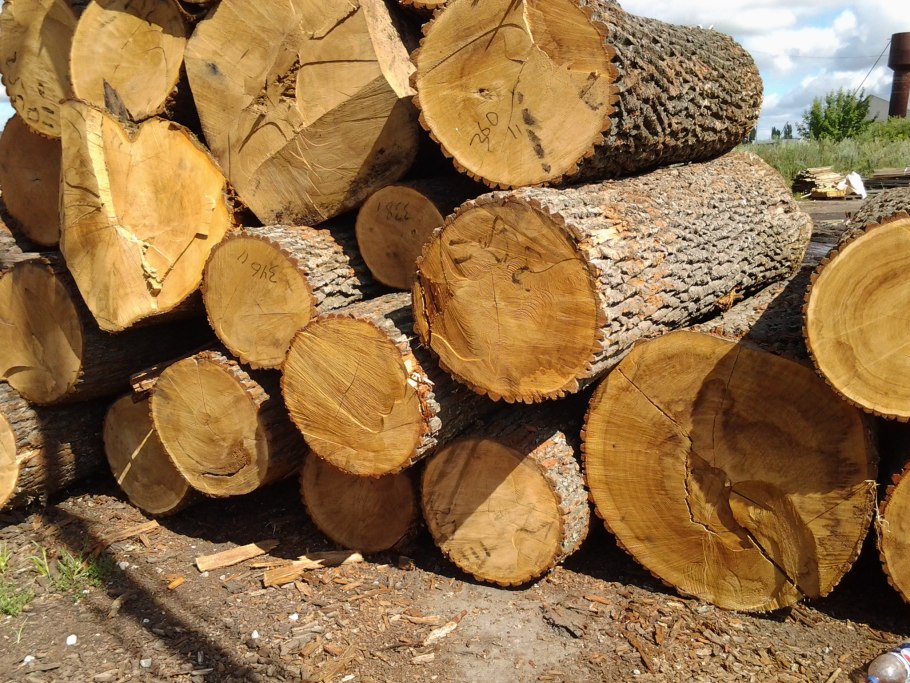 Лес кругляк осина