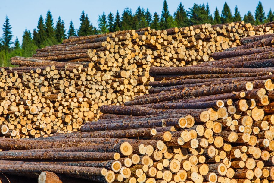 Пиловочник березовый