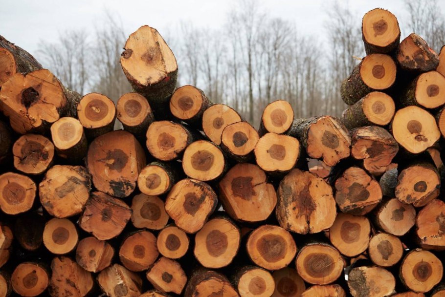 Сосна кело дерево