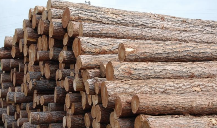 Дерево кебрачо в Южной Америке