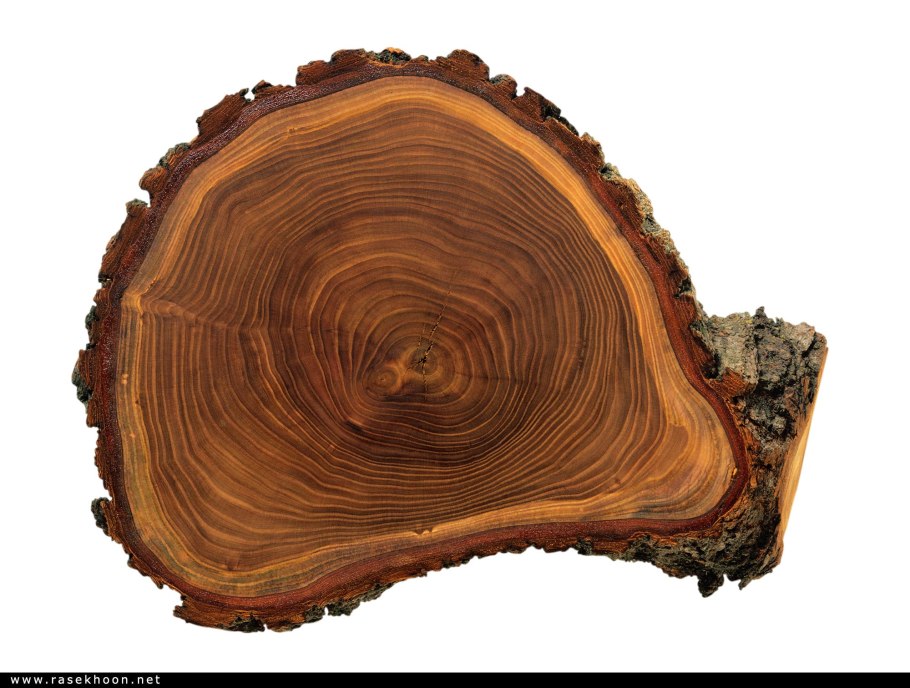 Дуб срез древесины