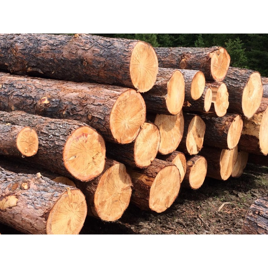 Липовые бревна