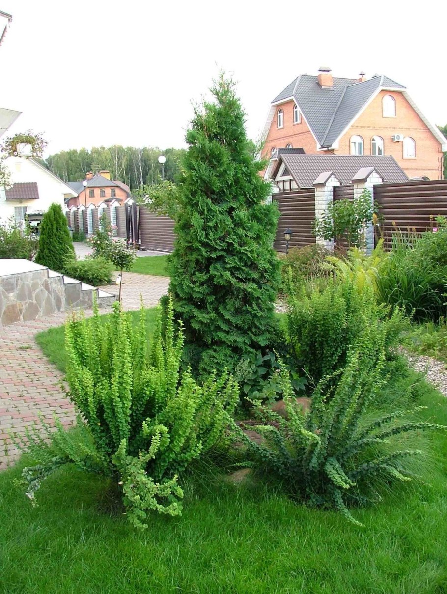 Туя Смарагд в ландшафте