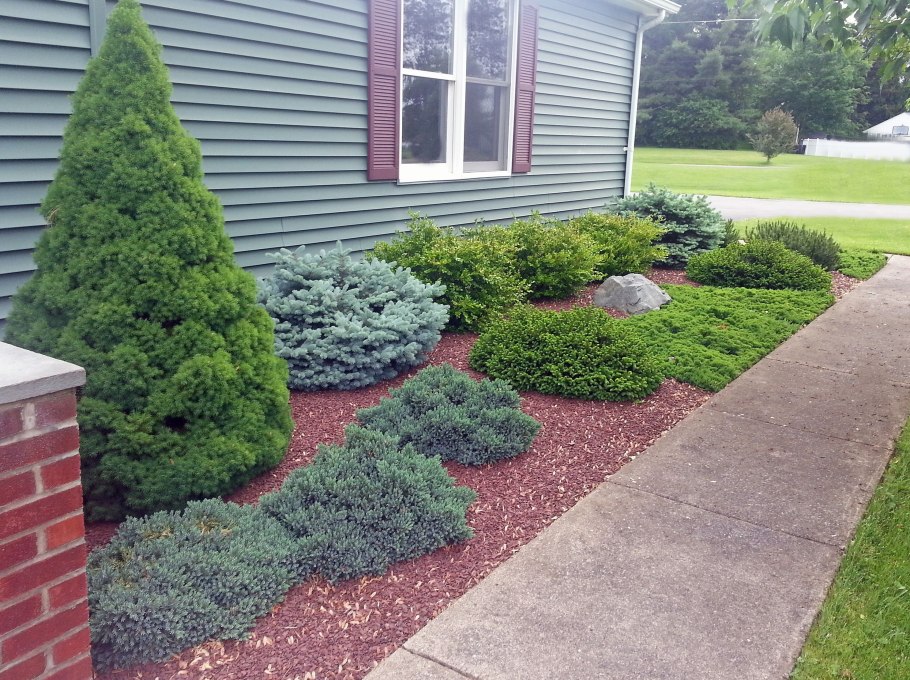 Можжевельник Фазенда