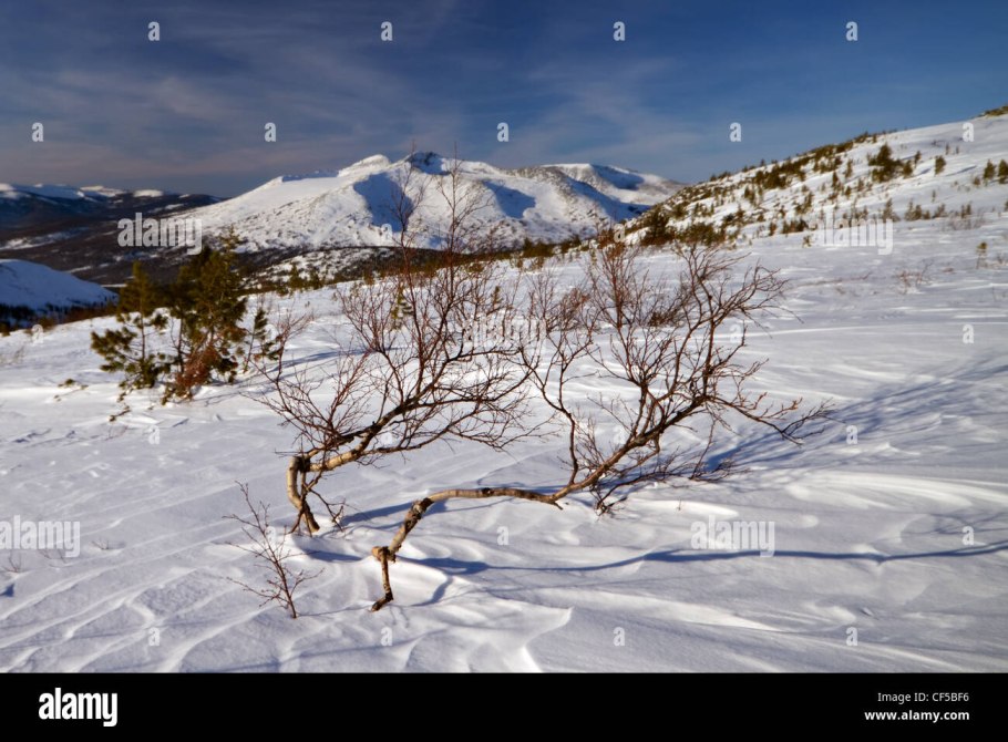 Карликовая берёза в тундре