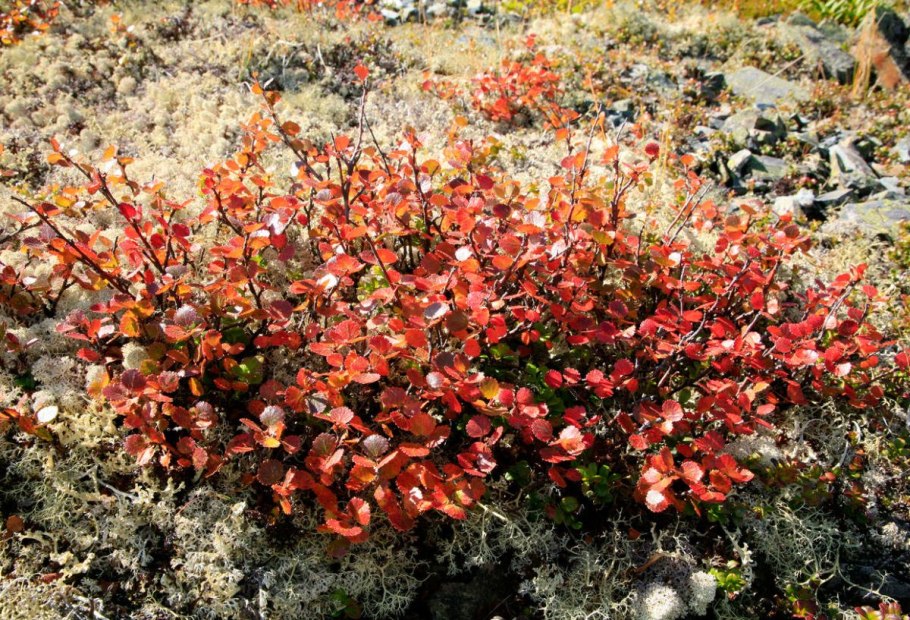 Береза в лесотундре