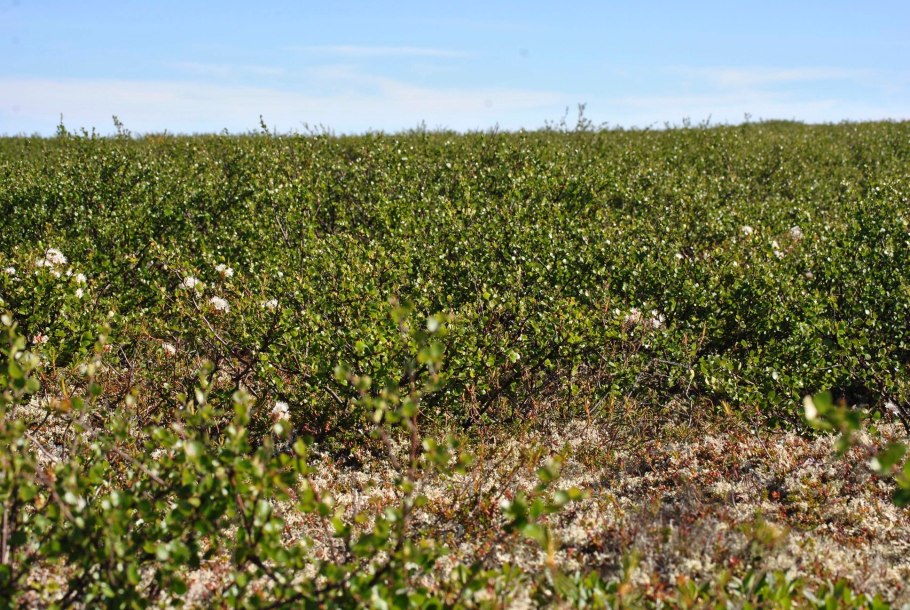 Карликовые сосны в тундре