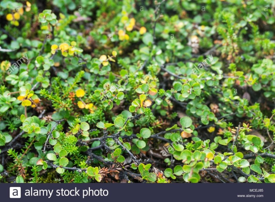 Флора тундры и лесотундры