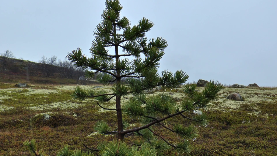 Карликовая берёза в тундре