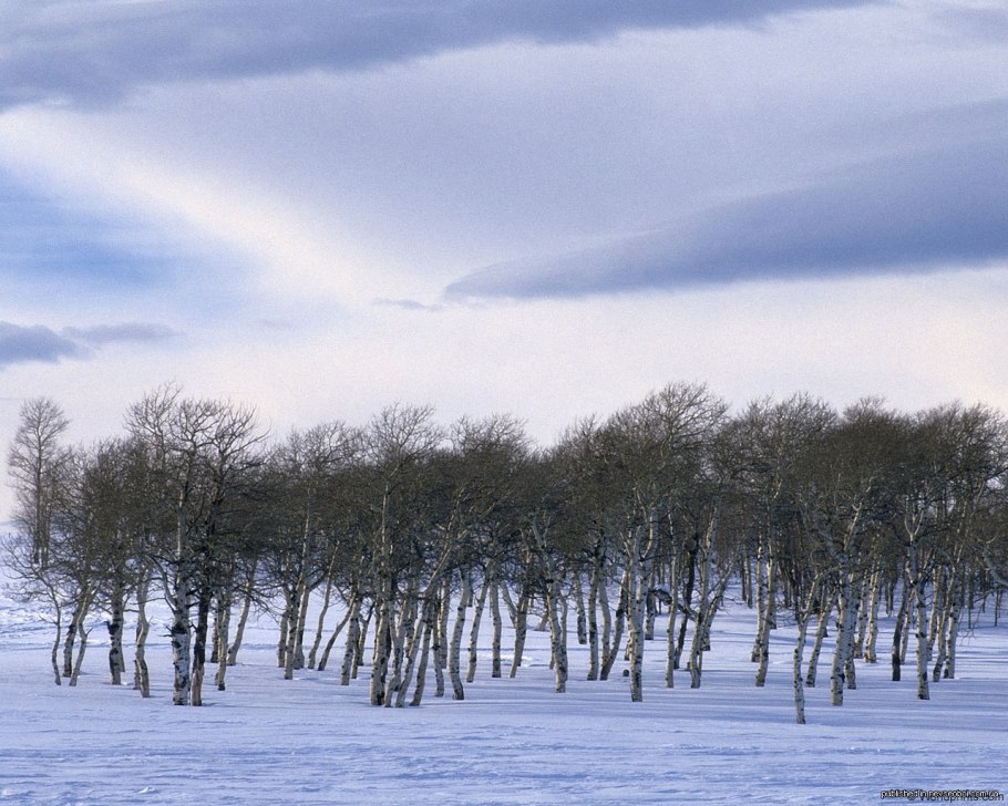 Береза карликовая Nana