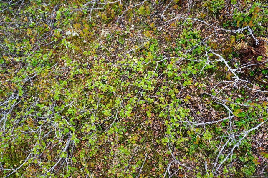 Тундра НАО Карликовые Березки