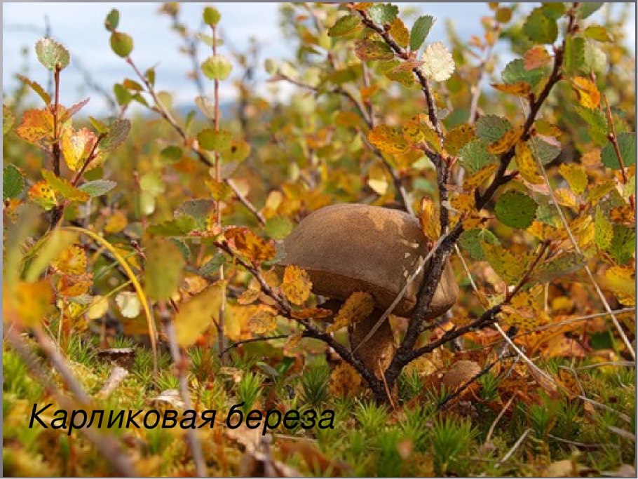 Береза карликовая (Betula Nana) c2