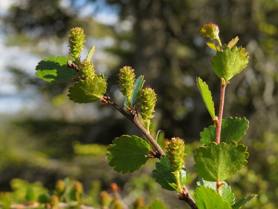 Карликовые деревья в тундре тундры