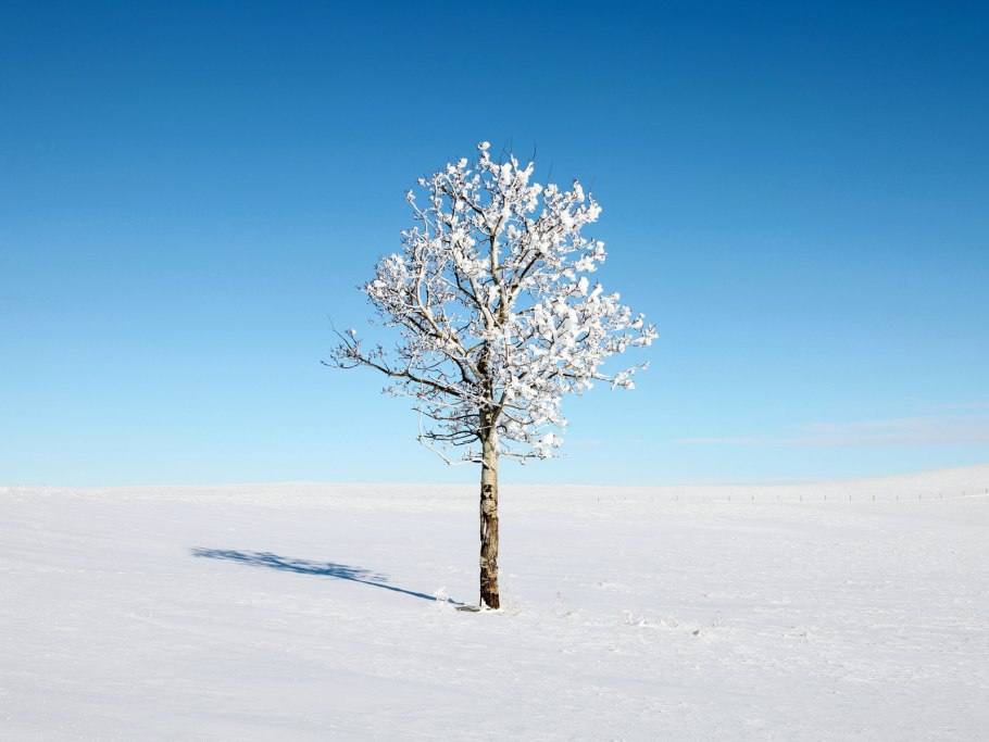 Береза карликовая Betula Nana